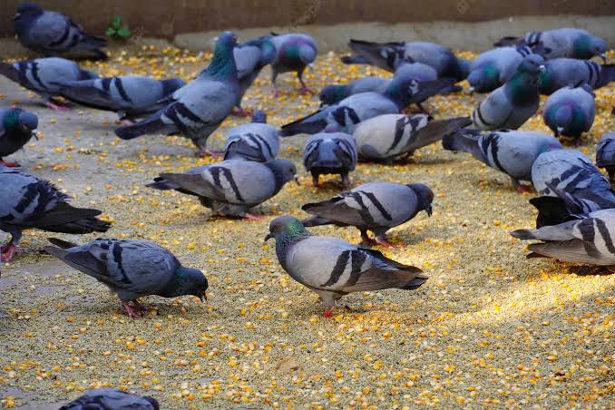 200 rupees for feeding pigeons in Bangalore. fine